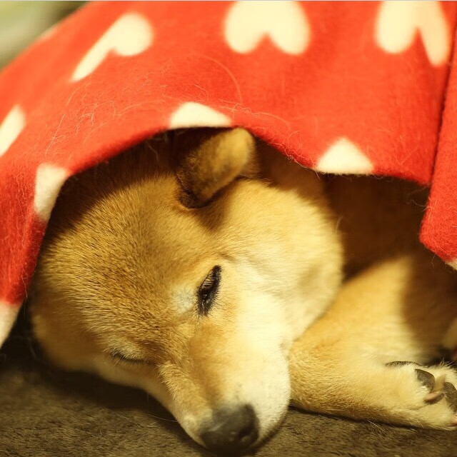 乐鱼体育网页登录-“简阳文体中心：篮球与羽毛球并行，赛事精彩不断”