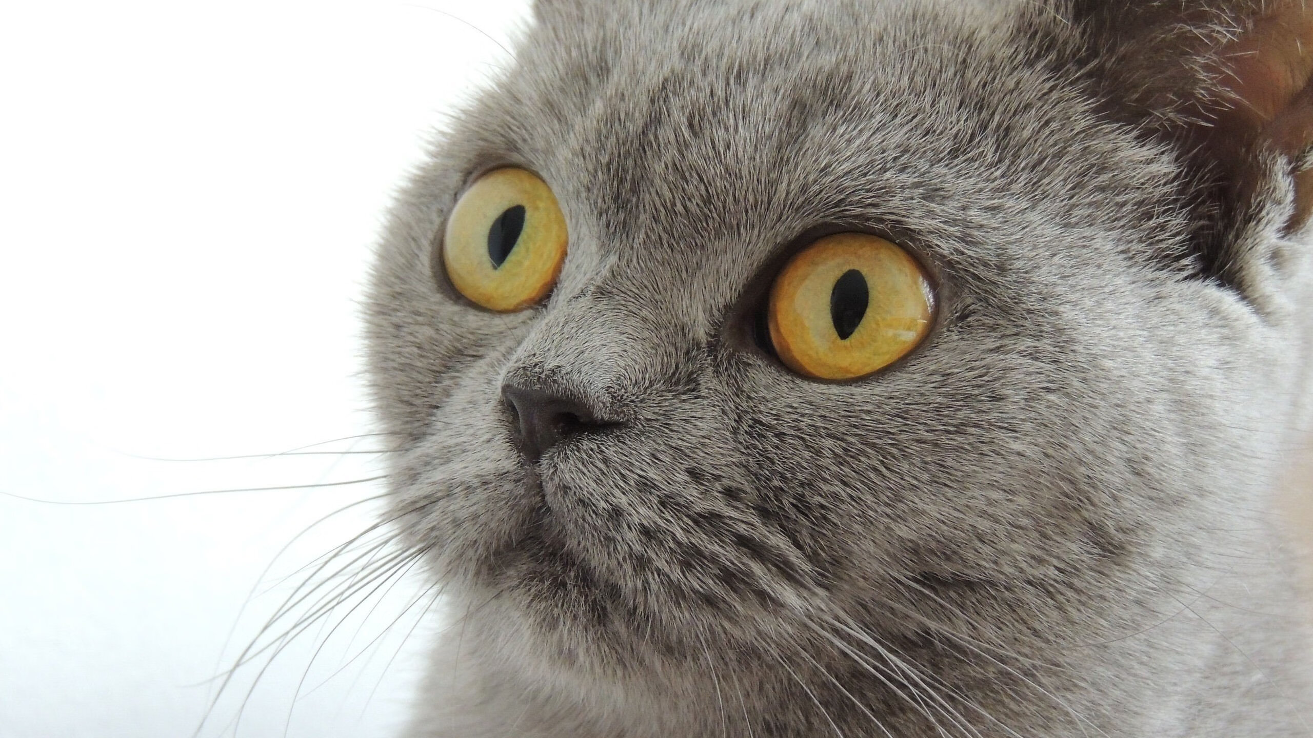 中国女篮攻防两端表现均衡 球队整体实力提升，中国女篮真棒