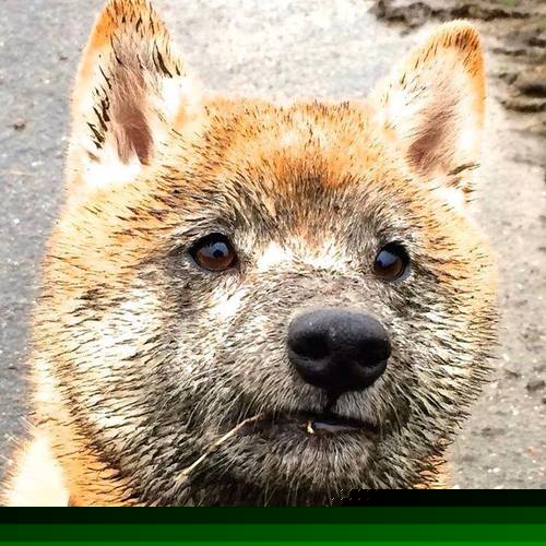 主场球迷氛围是否提升球员命中率，球队主场是自己造的意思吗