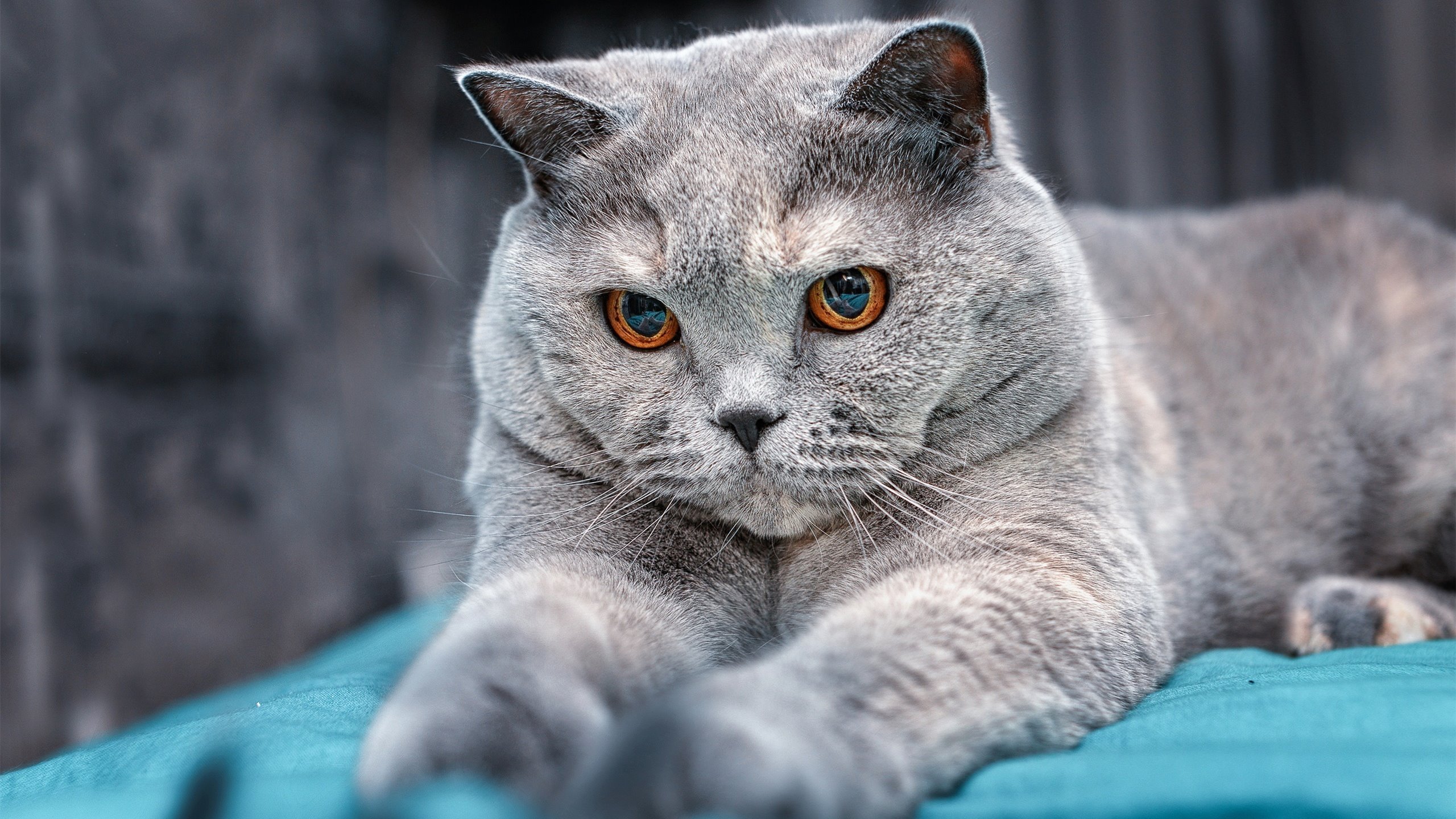 印度赛制解析:以赛制为突破口,促进全方位发展,印度赛季