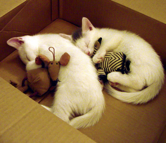 乐鱼体育在线官网-球员节奏控制训练是否应纳入常规战术系统，节奏训练是什么意思