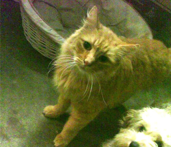 乐鱼体育官网优惠-羽毛球赛场激烈对抗频出精彩回合，羽毛球对战视频