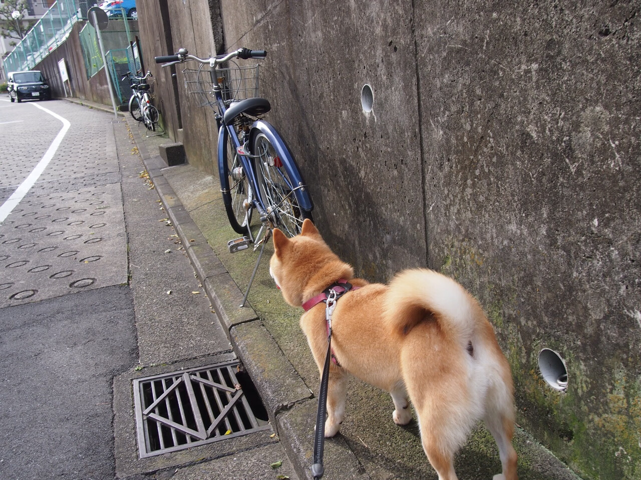 青训成果在职业联赛中转换率偏低,青训算职业选手吗