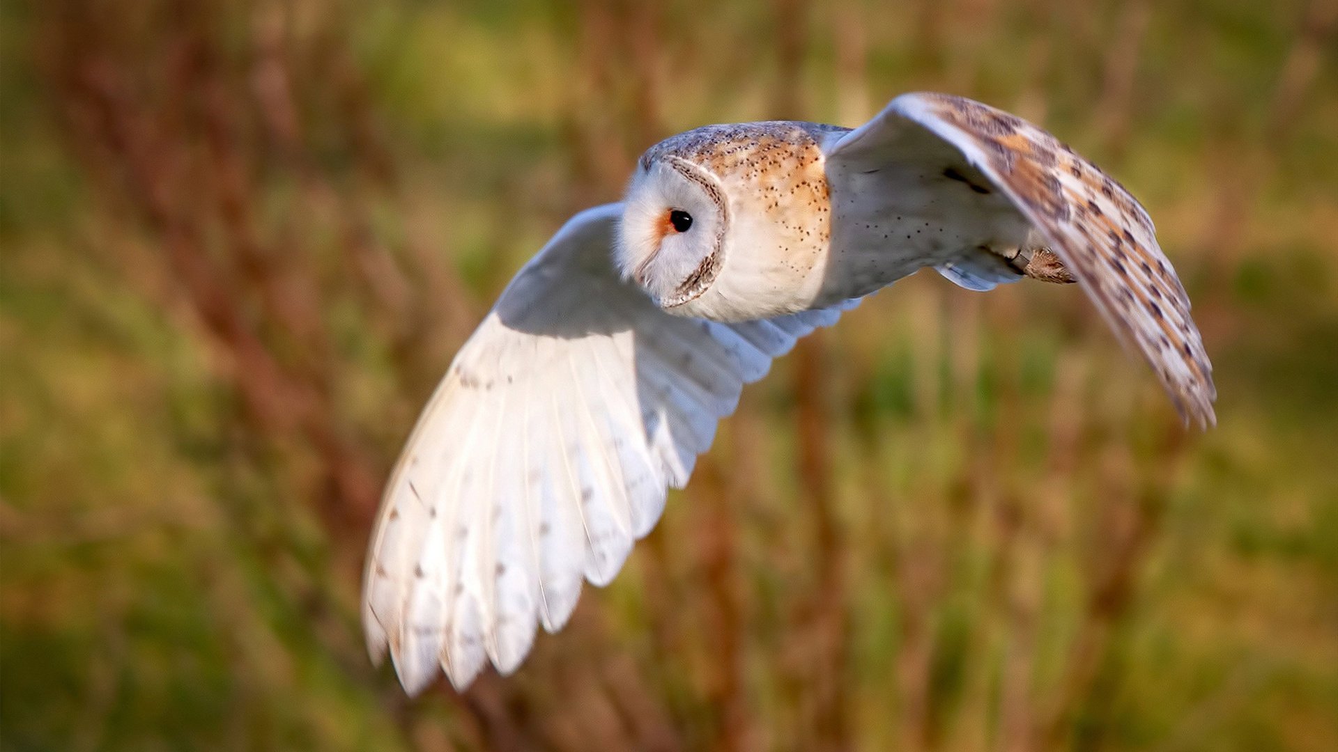 尤文图斯重组阵容,迎接下个挑战