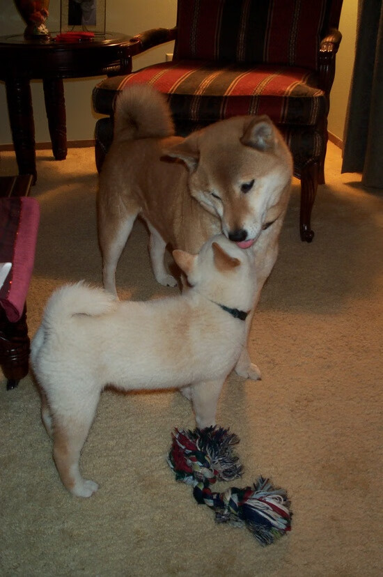 数字化青少年足球培训系统实现个性化成长路径定制,提升训练效果